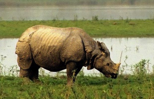Πέθανε ο τελευταίος αρσενικός ρινόκερος της Σουμάτρα