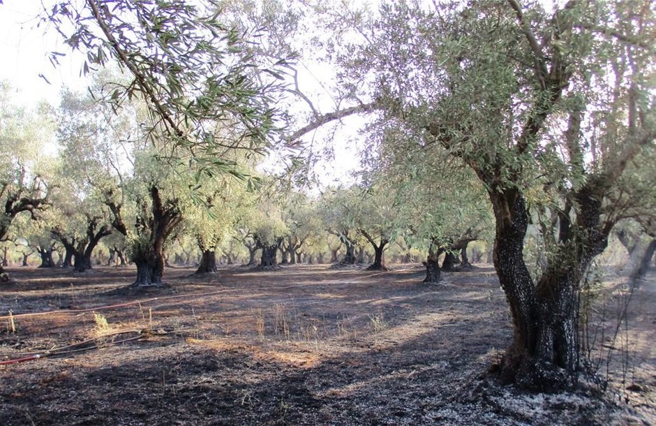 Ξεκινούν προκαταβολές για πυρόπληκτους αγρότες, 50 ευρώ το δέντρο σε ελαιώνες