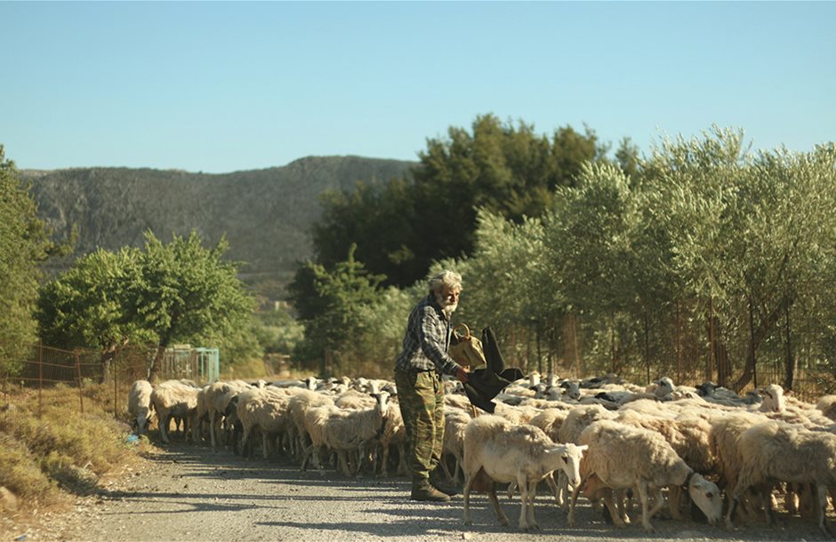 Πρώτοι παίρνουν σειρά οι κτηνοτρόφοι για το 7χίλιαρο, εκκρεμεί η τελική έγκριση ΕΕ για επαναφορά του μέτρου