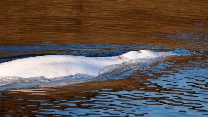 Πέθανε η φάλαινα Μπελούγκα που είχε παγιδευτεί στον Σηκουάνα