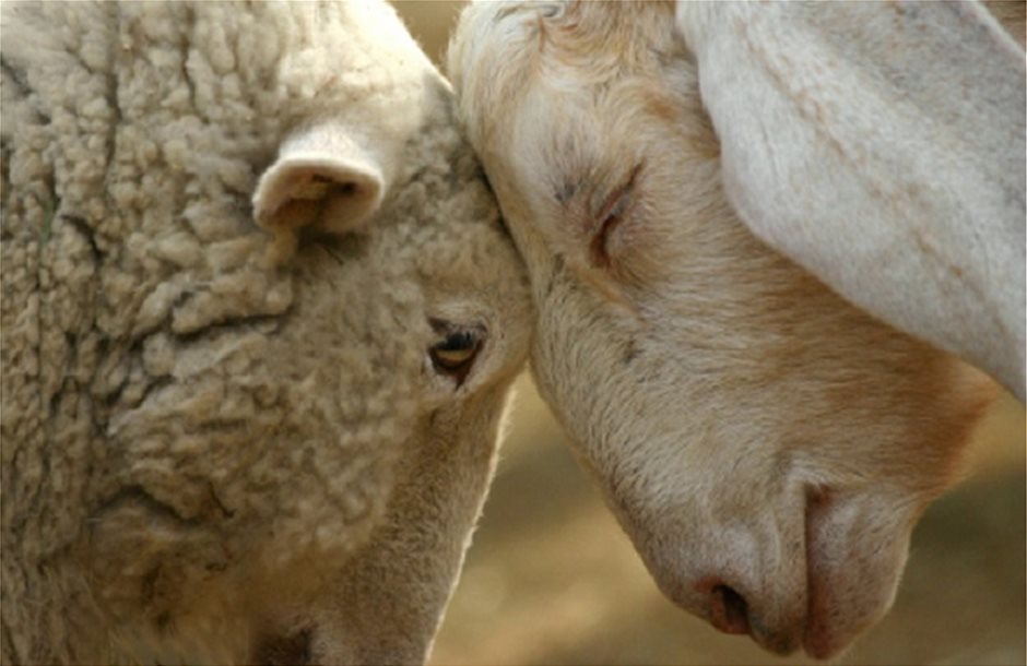 Βγήκε η απόφαση με τα αναλυτικά ποσά στηριξης κτηνοτρόφων, από 5 έως 10 ευρώ το κεφάλι τα αιγοπρόβατα